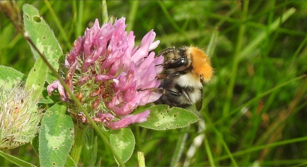 'Stronger, more ambitious' All-Ireland Pollinator Plan unveiled