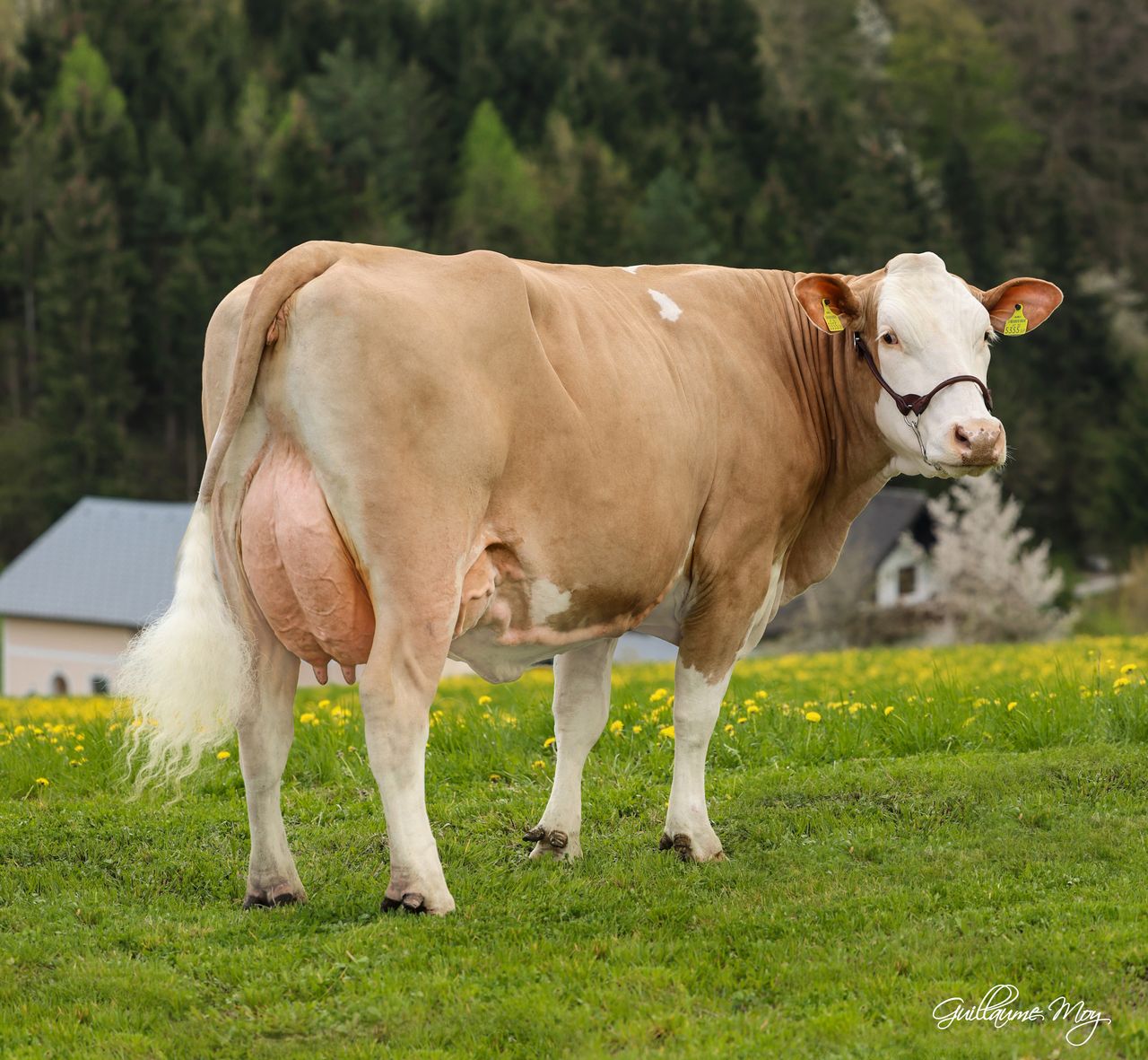 Image source: Celtic Sires