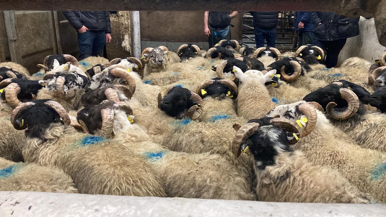 Manorhamilton sees fat hoggets clear €200/head