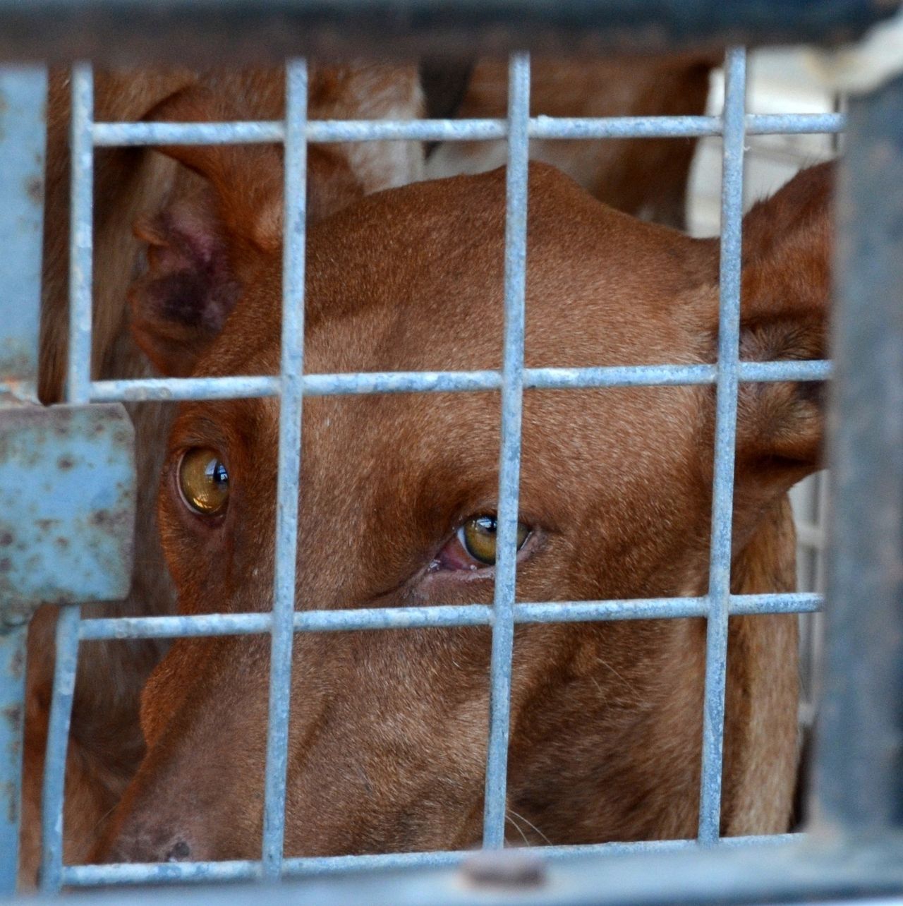 Application process opens for animal welfare funding