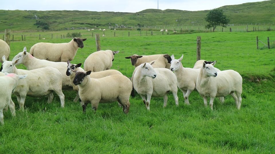 Donegal Cheviot sheep group set to host first show and sale