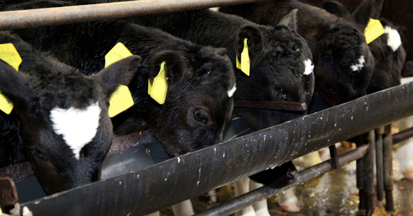 Calf Rearing Infomation Calf rearing: The answer to all of your questions - Agriland.ie