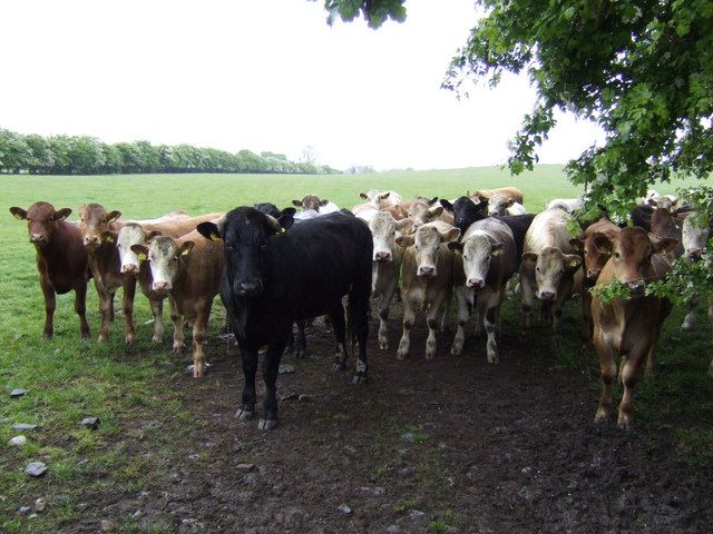 'Cattle trade buoyed by factory and exporter demand'