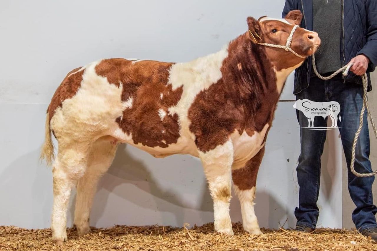 Belgian Blue heifer sells for €19,000 at Stranorlar sale