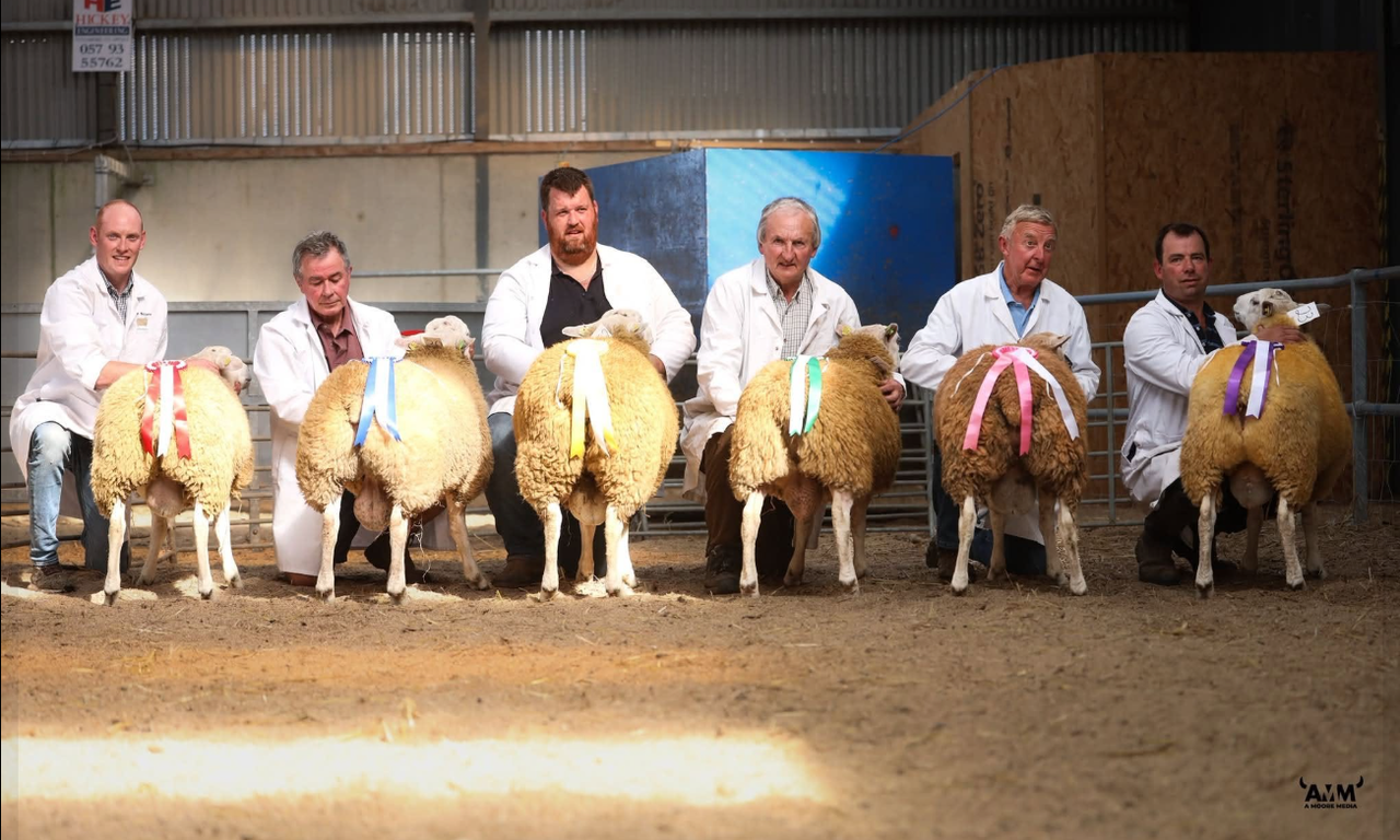 Galway breeder secures new Irish Belclare record price at premier sale