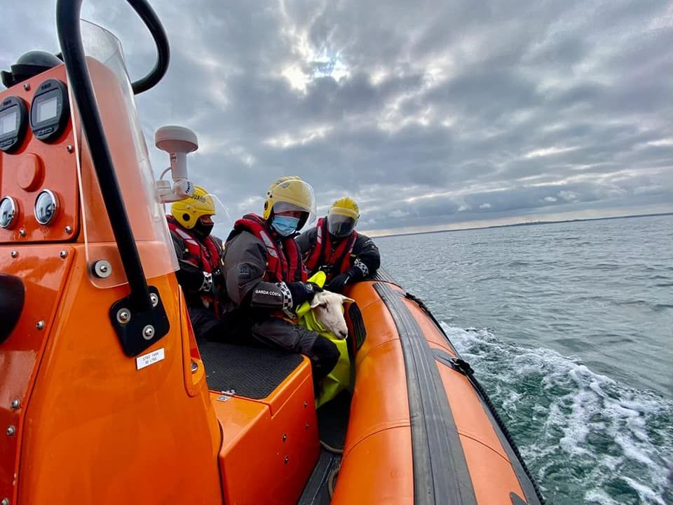 Howth Coast Guard rescues lamb after cliff fall