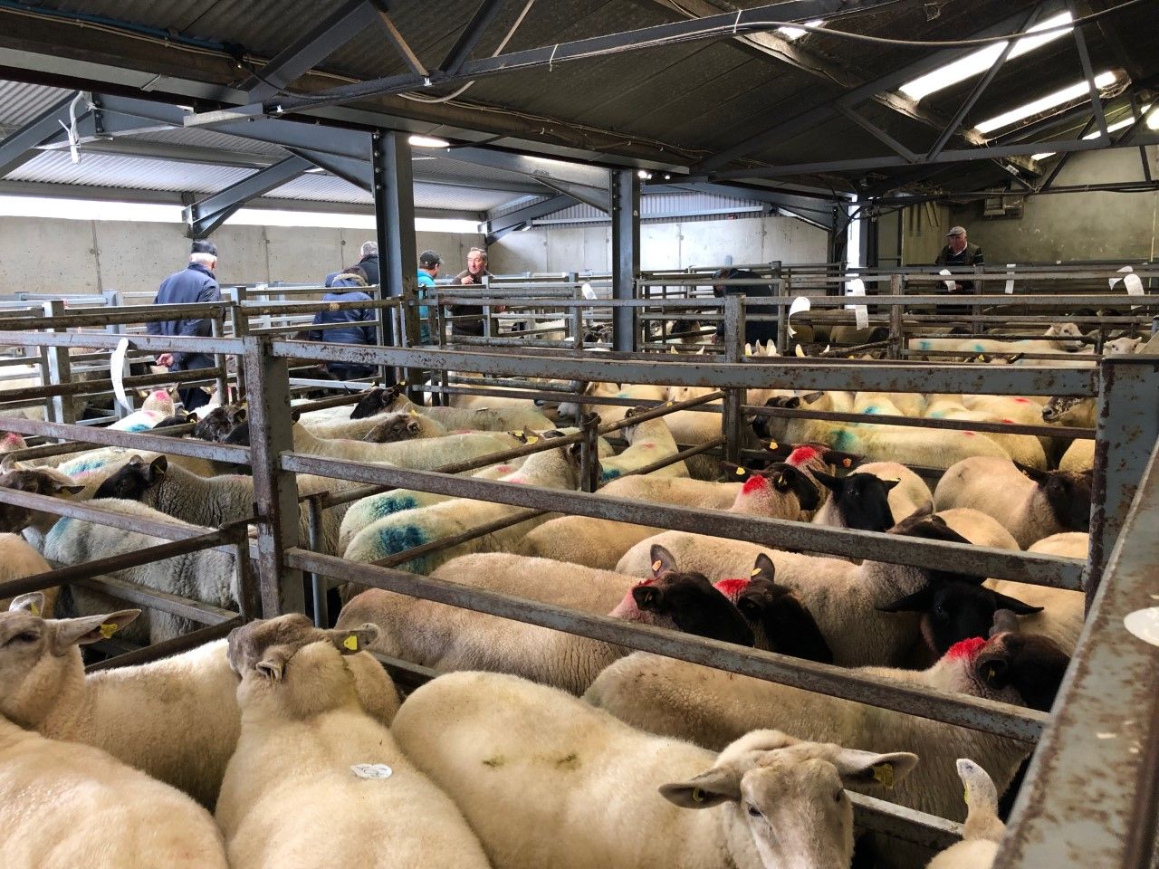 4 further marts approved to read electronic sheep tags; find out which ones...