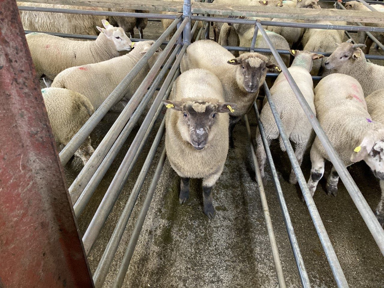 Sheep trade: Hoggets fall 10c/kg after €1.40/kg surge