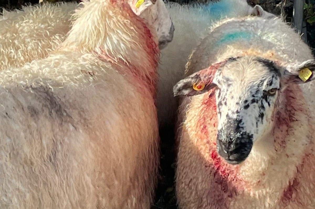 Owners urged to keep dogs under control after sheep kill in Mayo