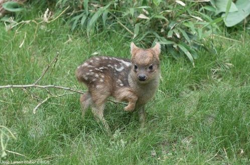 World's smallest deer born in the US