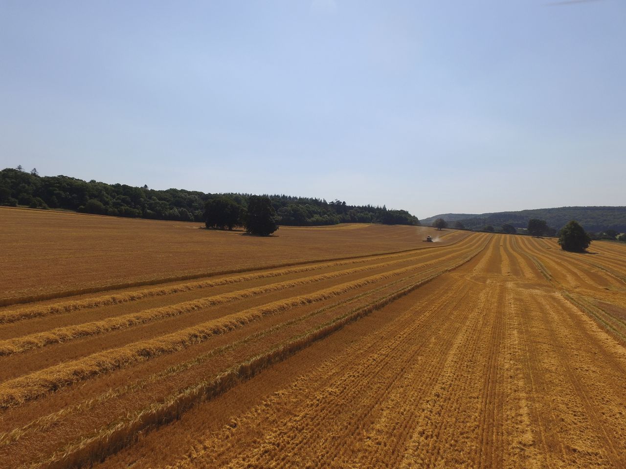 Laois-grown hops bring flavour to new beer