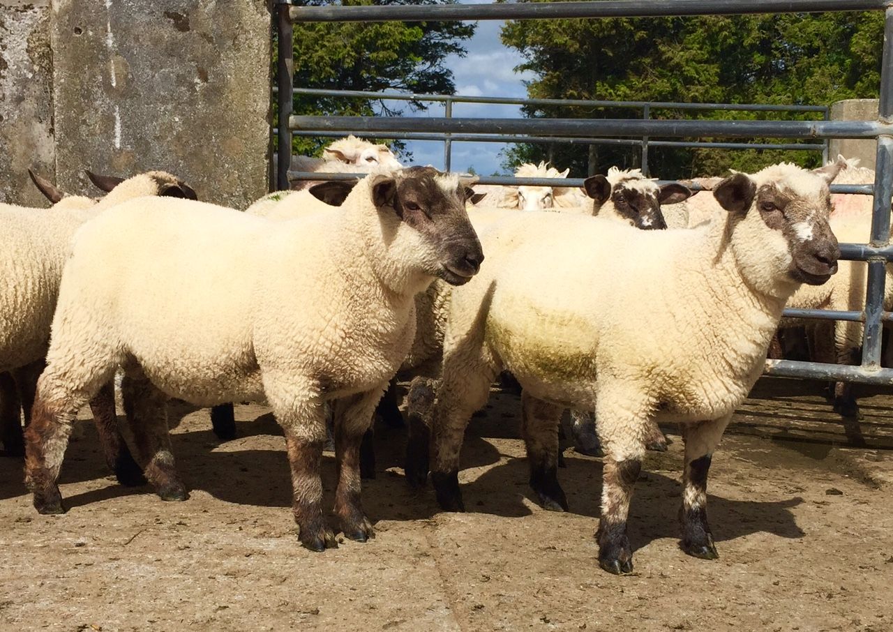 Sheep marts: Steady trade as large numbers hit the sale rings