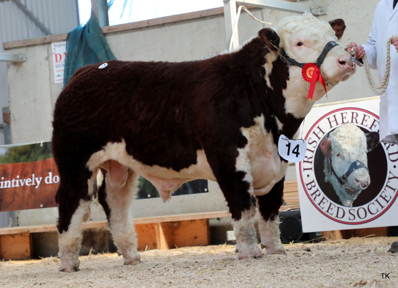 €5,200 paid for Westmeath-bred bull at Hereford sale