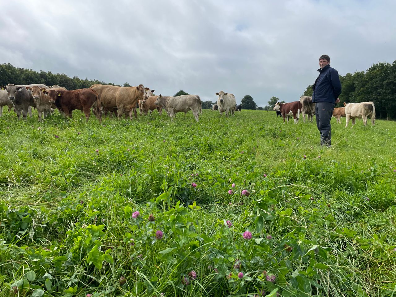 Video: Red clover sward after 10 grazings and cut of silage
