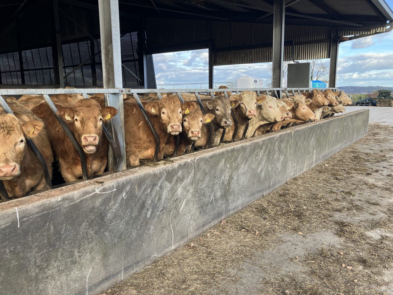 Clearer details about Northern Ireland’s bluetongue outbreak