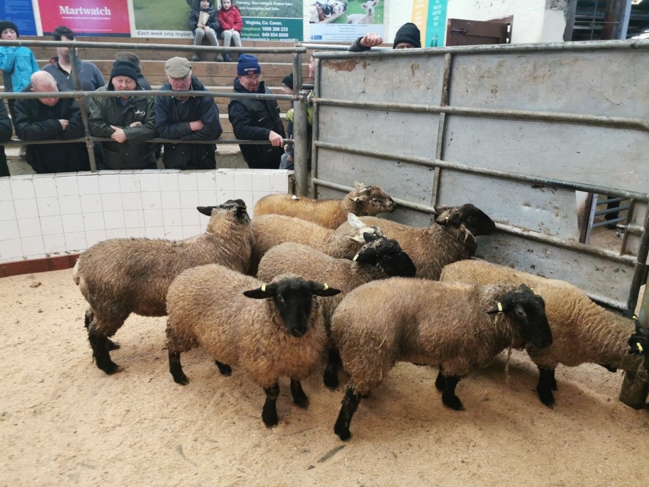 Sheep prices: Highs of €155-159/head recorded as trade notches up a gear again