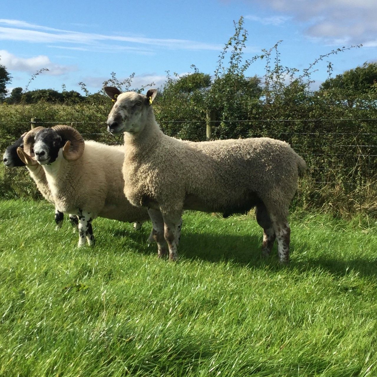 Do you know how to identify an underperforming ram?