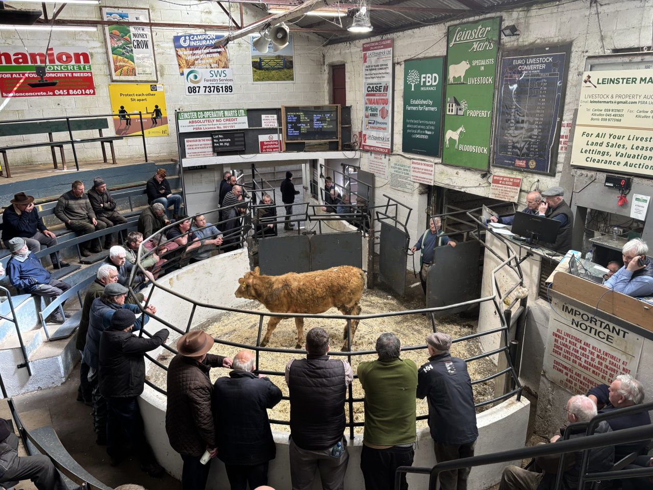 Kilcullen Mart auctioneer shares cattle trade outlook into summer months