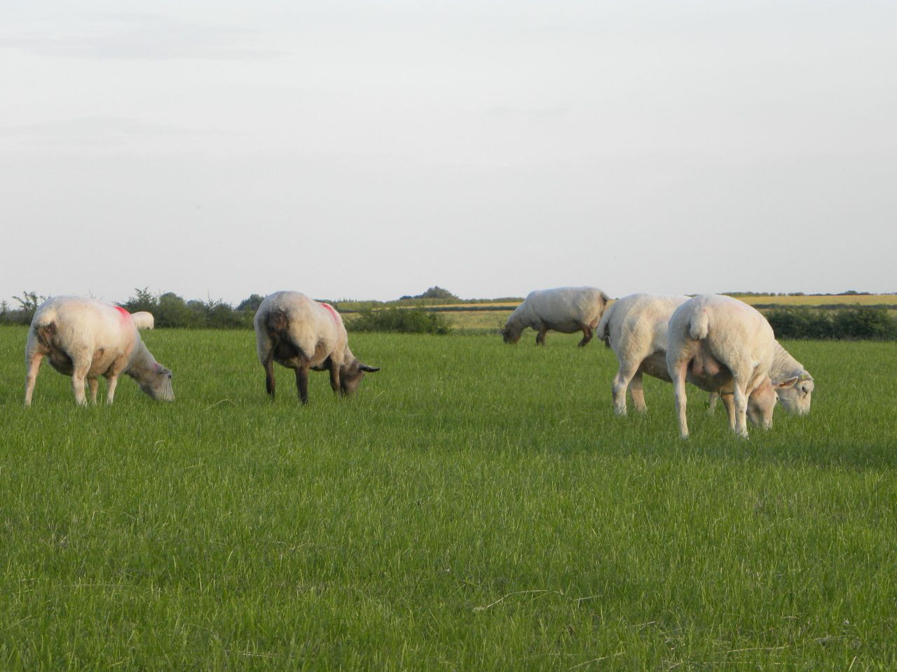 Outlook for sheep meat sector positive - Bord Bia