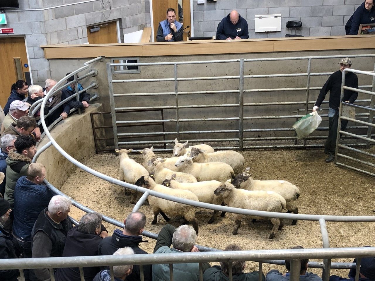 Sheep marts: Final sales of 2020 finish on a strong note