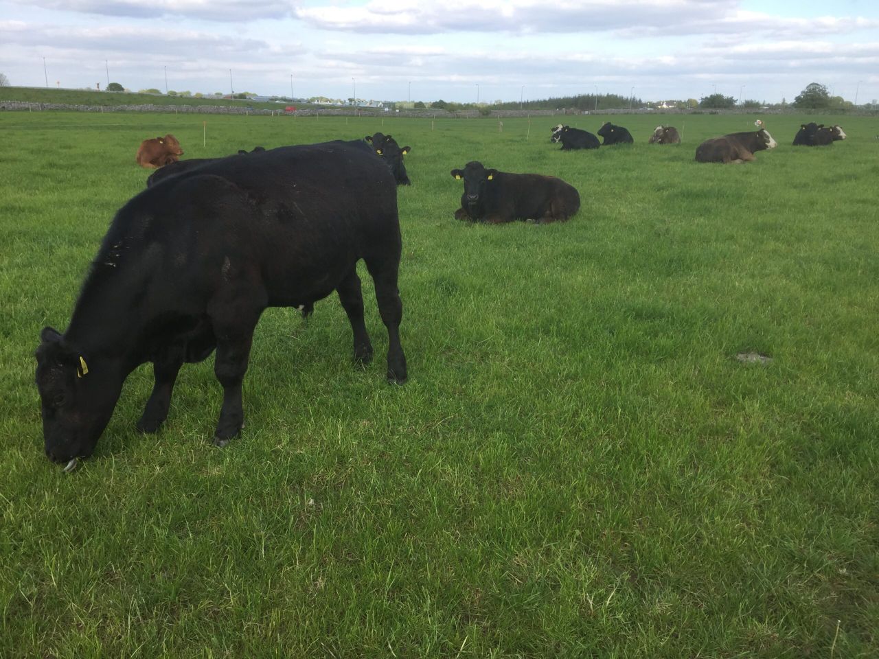 Beef prices ease further as more grass cattle come on stream