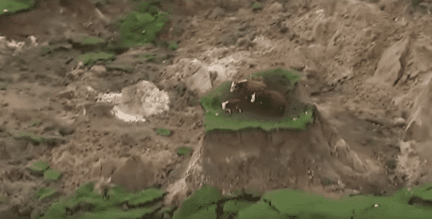 Video: Cattle left stranded following earthquake in New Zealand