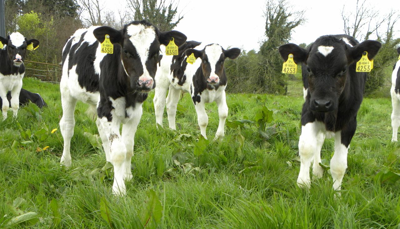 'Increased compensation for PI calves could speed up BVD eradication programme'