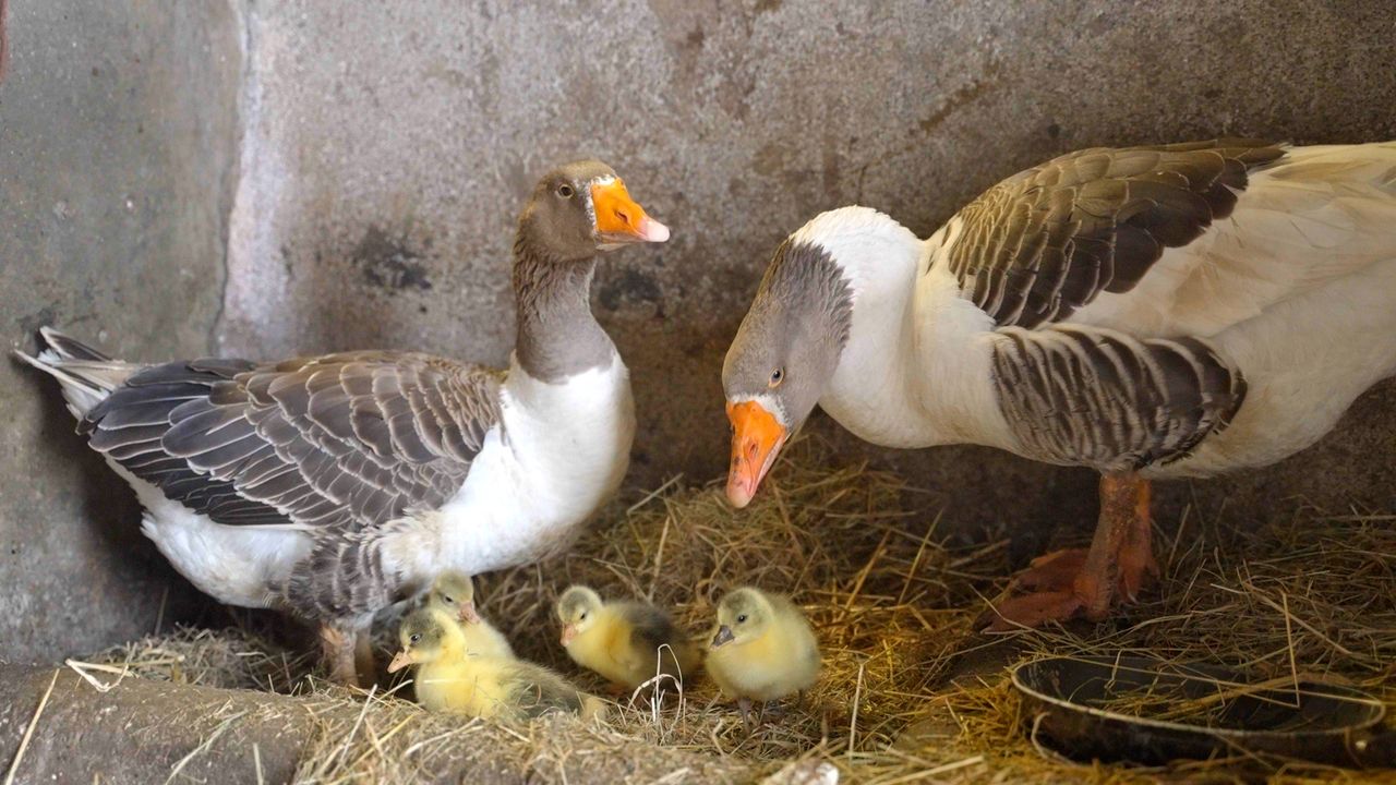 Watch:  A goose, a love story and her latest offspring