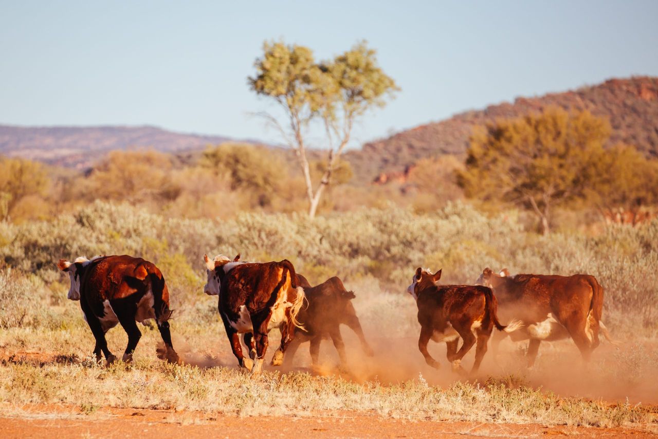 Australian beef production at ‘highest level on record’ - AHDB