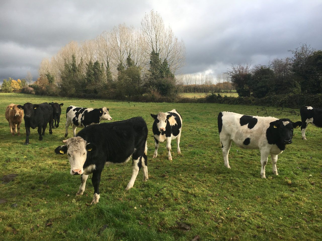 Location strong selling point for Newbridge land
