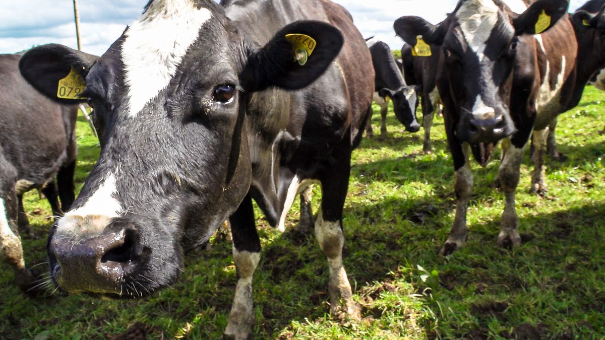 New project to use artificial intelligence to identify sick livestock