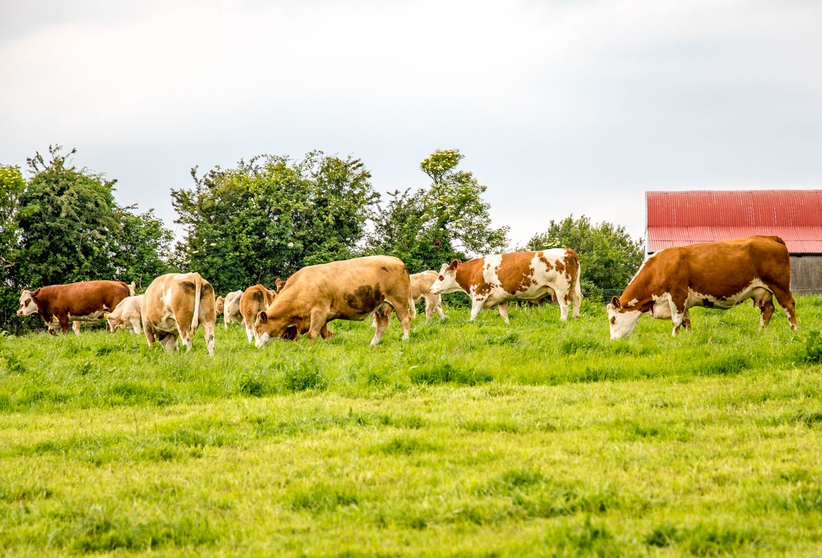 First national dialogue on 2030 Agri-Food Strategy