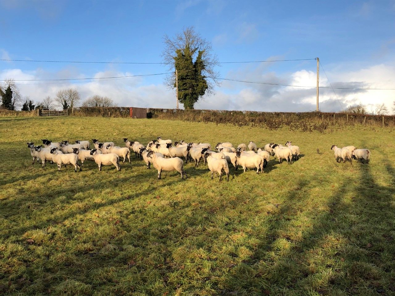 First Teagasc National Sheep Conference to take place on Tuesday