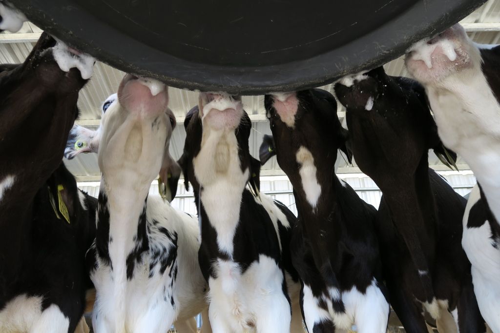 What are the cost benefits of feeding milk replacer vs whole milk