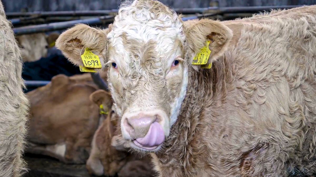 Beef trade: Steers and heifers now trading at 360c/kg
