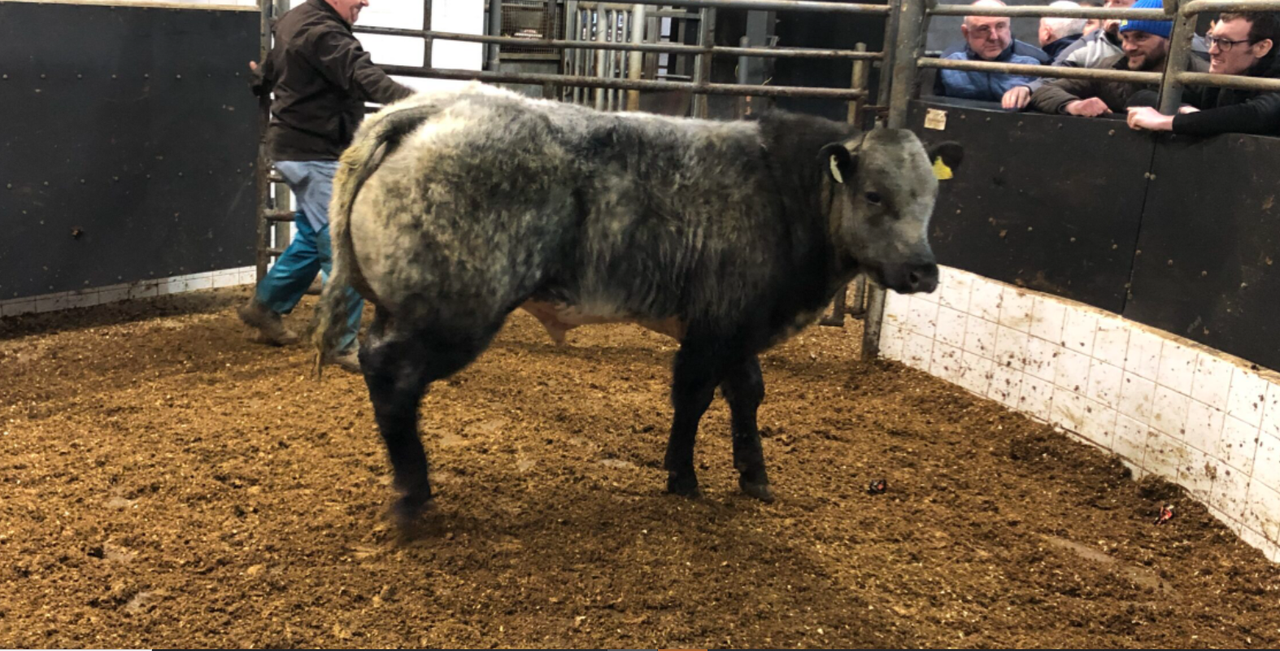 Weanling export buyers return to marts after 1-week withdrawal