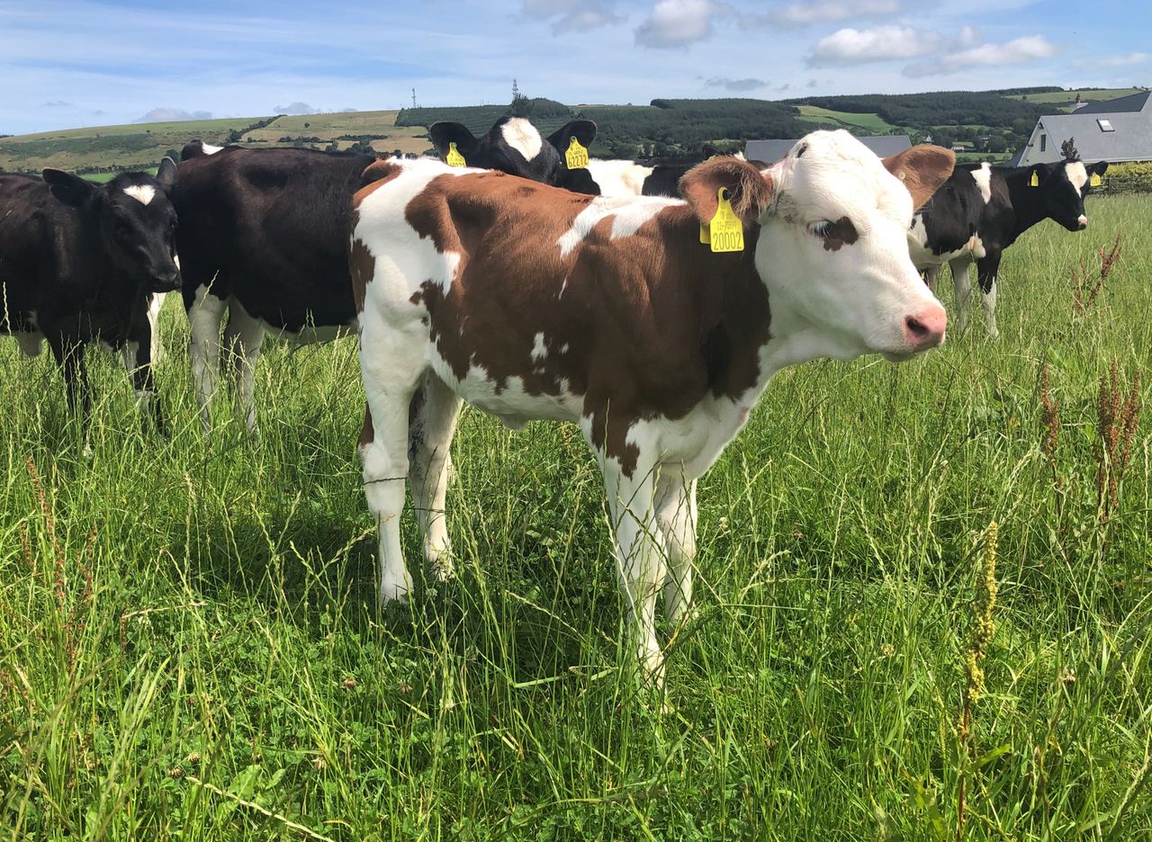 Next government to look into 'dual-purpose' cattle breeds