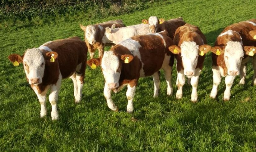 Ireland's first sale of genotyped four and five-star heifers to take place