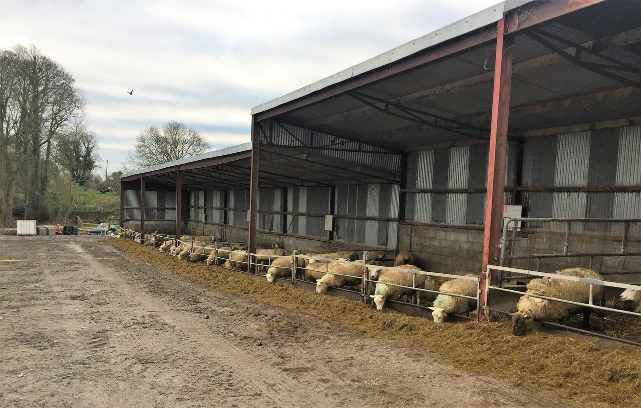 Sheep focus: Data recording driving flock performance in Co. Limerick