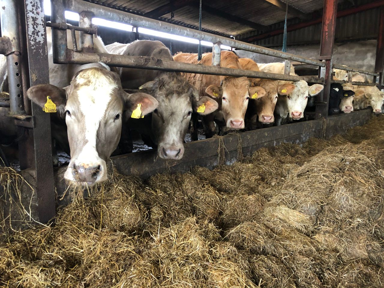 Beef Focus: Buying and finishing continental bullocks in Co. Galway