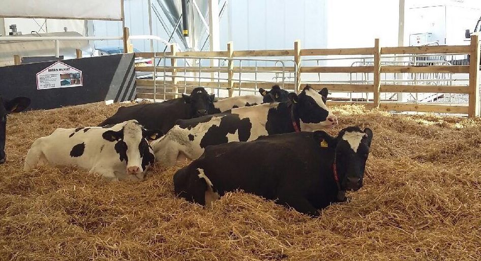 Lely's live robotic milking display returns to the Balmoral Show