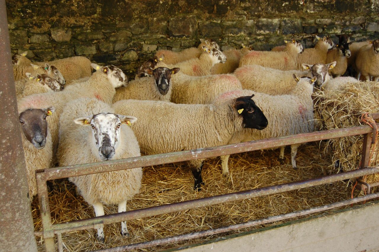 Dog that killed over 50 sheep in Wexford shot dead