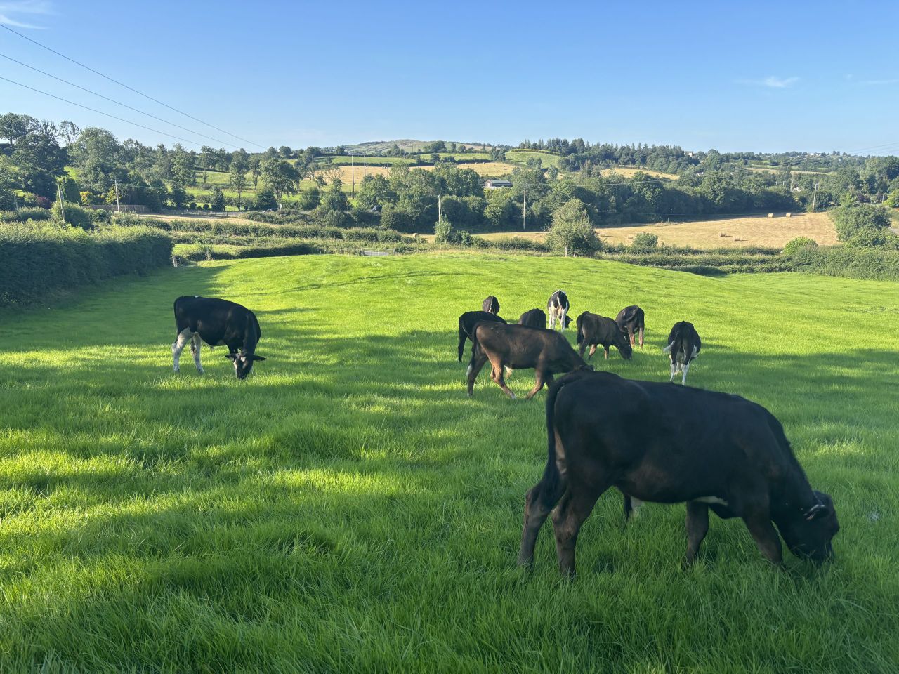 €5.71/kg cost to produce 1kg carcass on Tipperary calf-to-beef demo farm