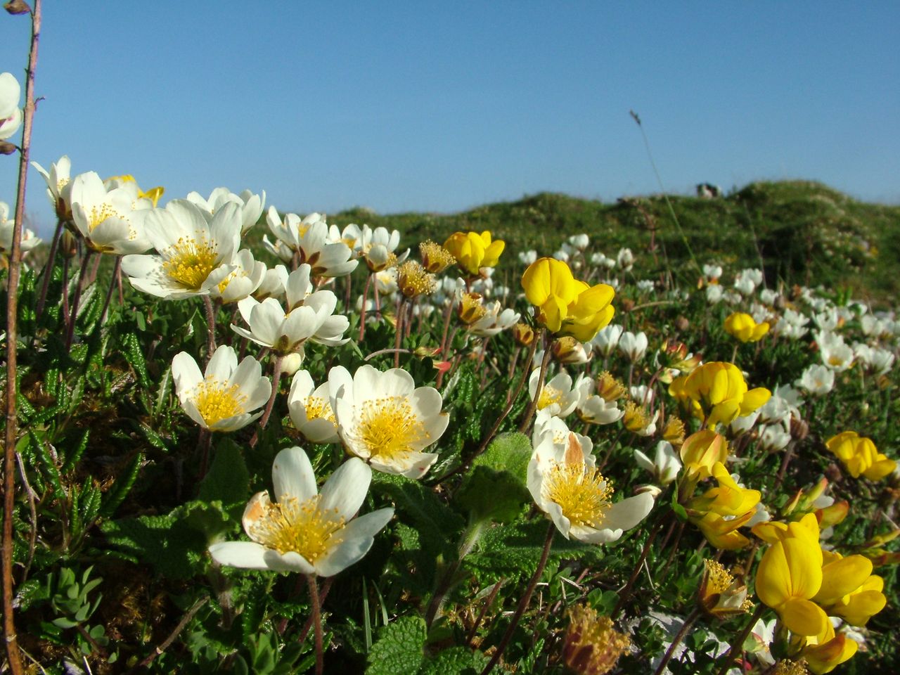 Burren in Bloom festival to explore area's rich diversity