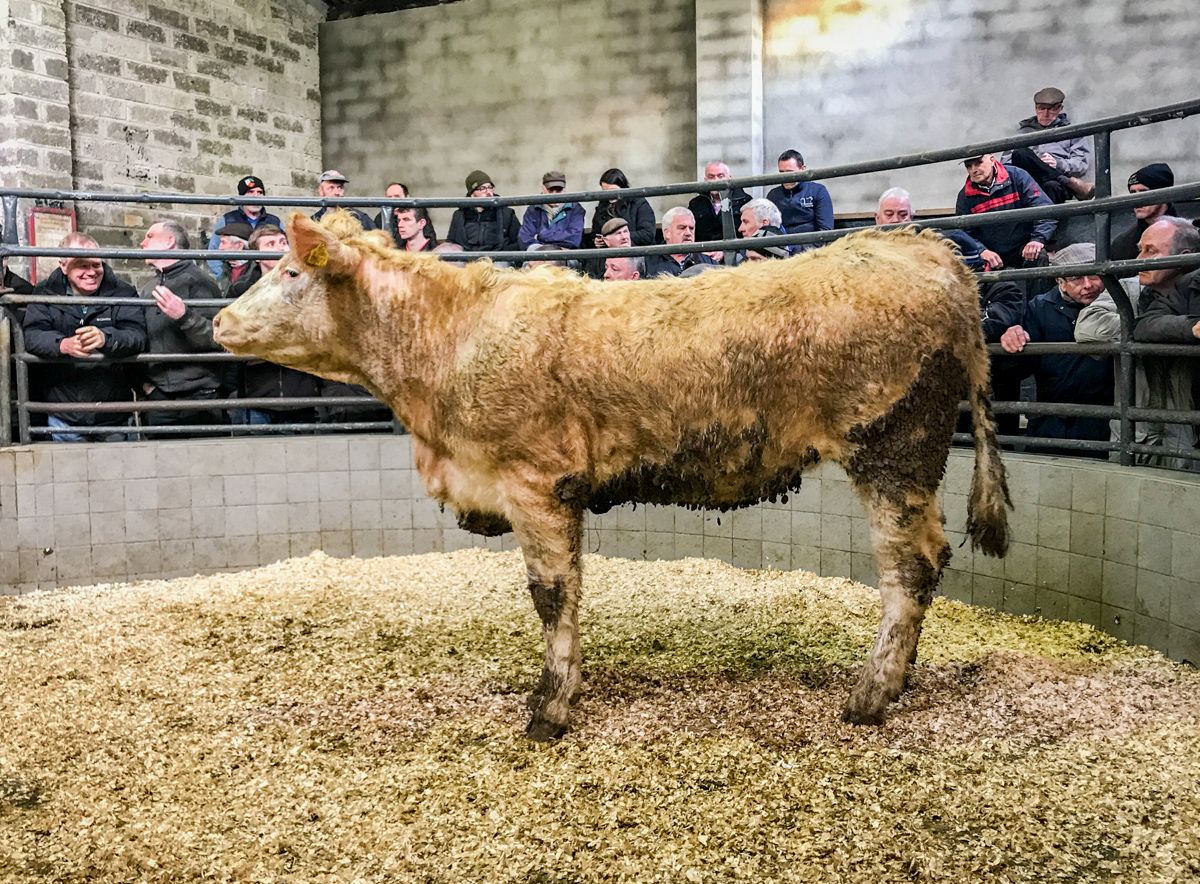 Mart trade: Feedlot buyers very active at the ringside