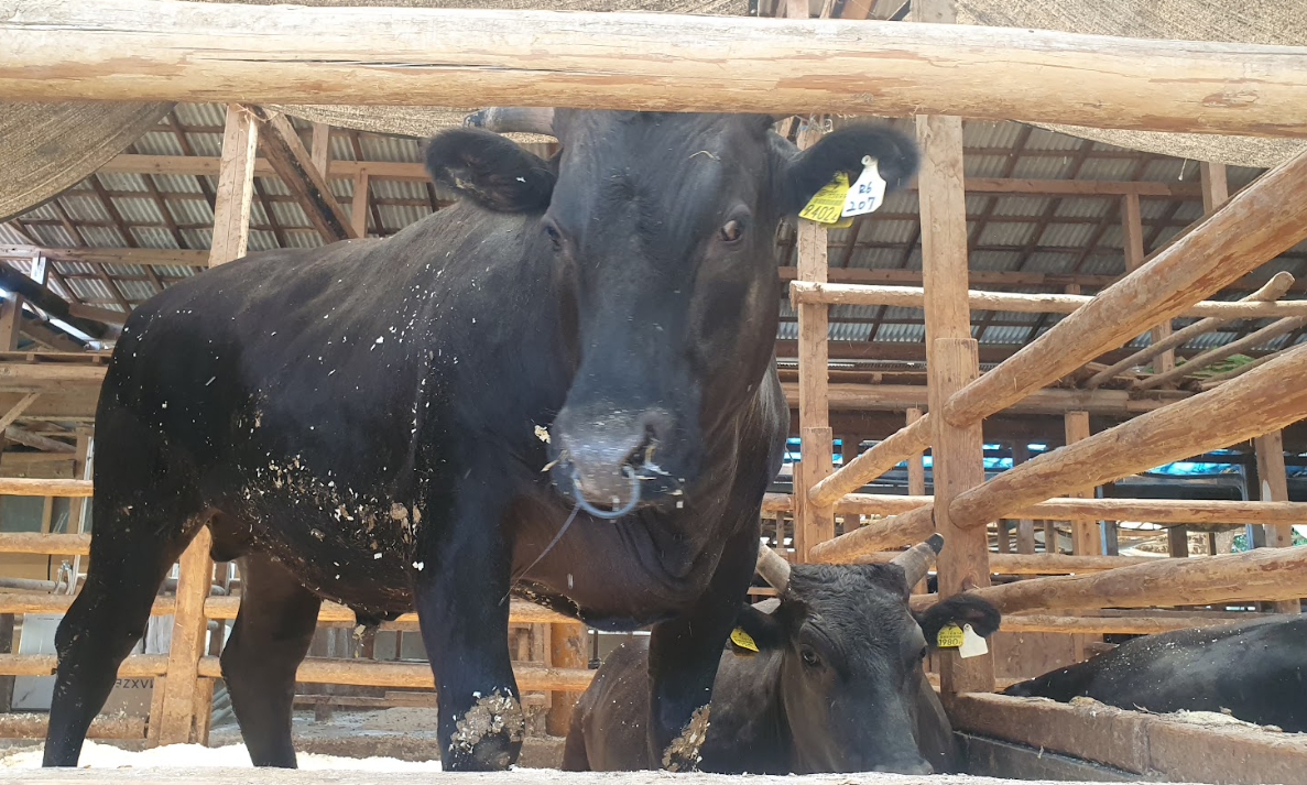 Watch: What makes a Wagyu farm so special?