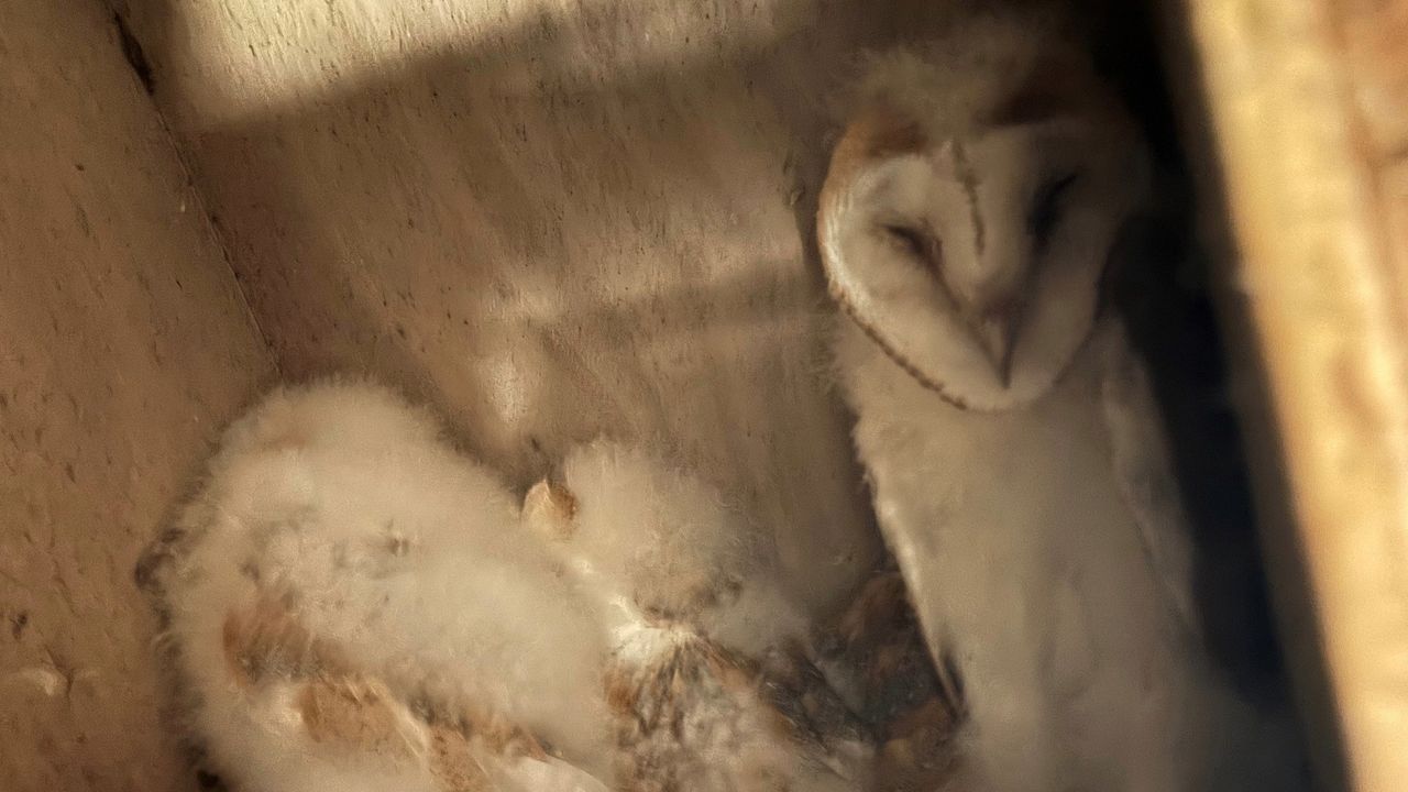 Barn owl chicks in Fermanagh. Source: Ulster Wildlife