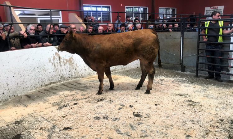 Factory feedlot buyers switch focus to quality heifers at the ringside