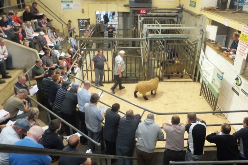 Rams sell to €980 at Sheep Ireland's elite multi-breed sale