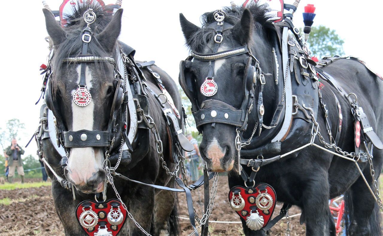 Horsepower: 'It's like an athlete - the more often you do it, the better you get'